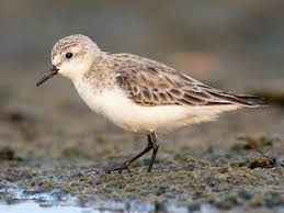 Image result for Calidris ruficollis