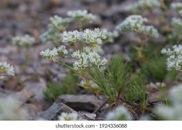 Attēlu rezultāti vaicājumam “Scleranthus perennis flower”
