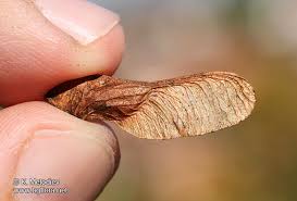 Attēlu rezultāti vaicājumam “Acer tataricum fruit”