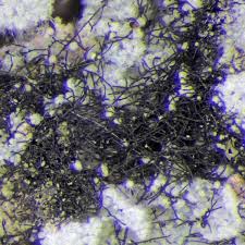 Attēlu rezultāti vaicājumam “Cystocoleus ebeneus”