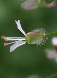 Attēlu rezultāti vaicājumam “Circaea lutetiana flower”