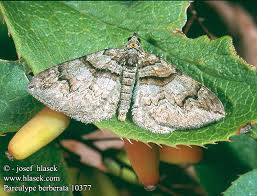 Attēlu rezultāti vaicājumam “Pareulype berberata”