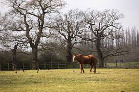 Image result for South Weylands Equestrian