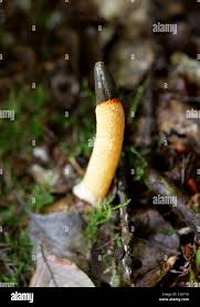 Attēlu rezultāti vaicājumam “Mutinus caninus”