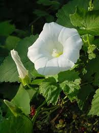Attēlu rezultāti vaicājumam “Calystegia sepium fruit”