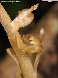 Attēlu rezultāti vaicājumam “Neottia nidus-avis bud”