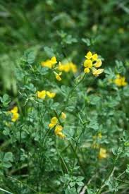 Attēlu rezultāti vaicājumam “Lotus corniculatus”