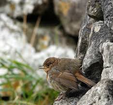 Attēlu rezultāti vaicājumam “Turdus philomelos juvenile”