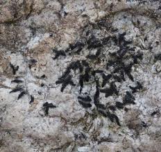 Attēlu rezultāti vaicājumam “Opegrapha atra”