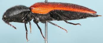 Attēlu rezultāti vaicājumam “Ampedus pomorum”