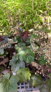 Image result for HEUCHERA americana 'Palace Purple Auslese'
