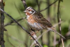Image result for Emberiza leucocephalos