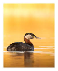 Image result for Podiceps grisegena