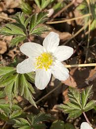 Image result for Buschwindröschen