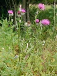 Attēlu rezultāti vaicājumam “Acaulon muticum”