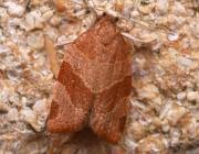 Attēlu rezultāti vaicājumam “Pandemis cinnamomeana female”