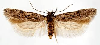 Attēlu rezultāti vaicājumam “Carpatolechia proximella”