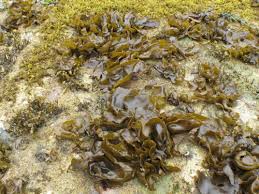 Attēlu rezultāti vaicājumam “Trichia alpina sessile”