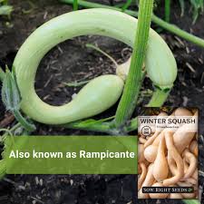 Image result for tromboncino