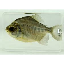 Image result for Prestatyn Piranhas