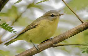Image result for Vireo philadelphicus