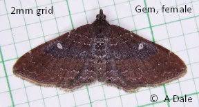 Attēlu rezultāti vaicājumam “Colostygia pectinataria female”