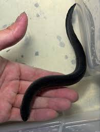 Attēlu rezultāti vaicājumam “Lophozia longidens”