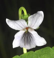 Attēlu rezultāti vaicājumam “Viola palustris”
