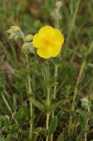 Attēlu rezultāti vaicājumam “Helianthemum nummularium flower”