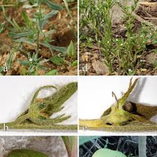 Attēlu rezultāti vaicājumam “Rhynchostegiella tenella”