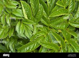 Attēlu rezultāti vaicājumam “Angelica sylvestris leaf”