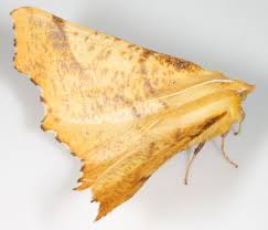 Attēlu rezultāti vaicājumam “Ennomos autumnaria male”