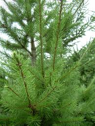 Attēlu rezultāti vaicājumam “Pseudotsuga menziesii”