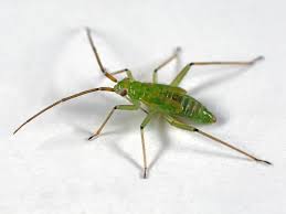 Attēlu rezultāti vaicājumam “Blepharidopterus angulatus imago”