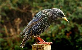 Attēlu rezultāti vaicājumam “Sturnus vulgaris”