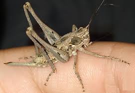 Attēlu rezultāti vaicājumam “Tettigoniodea”