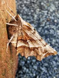 Attēlu rezultāti vaicājumam “Selenia dentaria”