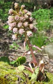 Attēlu rezultāti vaicājumam “Petasites hybridus flower”