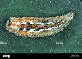 Attēlu rezultāti vaicājumam “Syrphus sp. imago”