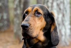 Image result for Carlisle BloodHounds