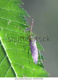 Attēlu rezultāti vaicājumam “Pantilius tunicatus”