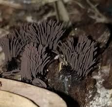 Attēlu rezultāti vaicājumam “Stemonitis splendens stalked”