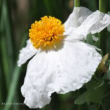 Image result for Romneya coulteri