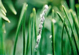 Attēlu rezultāti vaicājumam “Schizolachnus pineti”