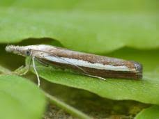 Attēlu rezultāti vaicājumam “Catoptria margaritella”