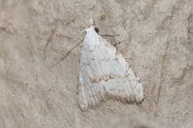 Attēlu rezultāti vaicājumam “Nola aerugula”