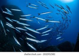 Image result for Sphyraena viridensis