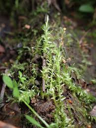 Attēlu rezultāti vaicājumam “Calliergon cordifolium”