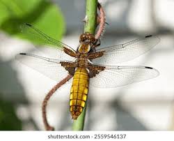 Attēlu rezultāti vaicājumam “Libellula depressa female”