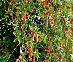 Image result for Cuphea ignea